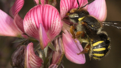 Happy World Bee Day! – auch in der KLIMA ARENA